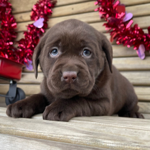 Labrador Retriever Puppy Iva