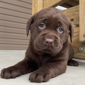 Labrador Retriever Puppy Iva
