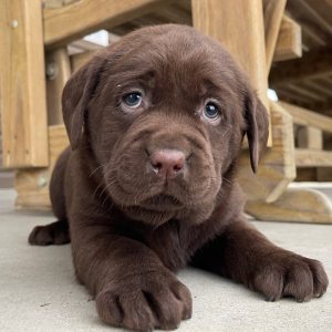 Labrador Retriever Puppy Iva
