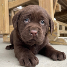 Labrador Retriever Puppy Iva