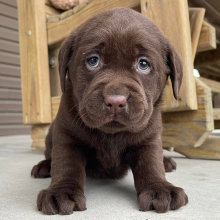 Labrador Retriever Puppy Iva