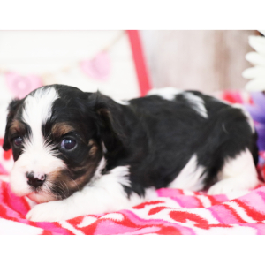 Cavapoo Puppy Jackson