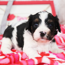 Cavapoo Puppy Jackson
