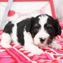 Cavapoo Puppy Jackson