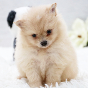 Pomeranian Puppy Charmer