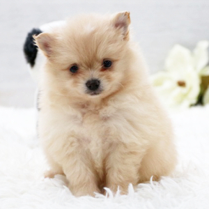 Pomeranian Puppy Charmer