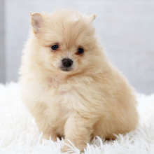 Pomeranian Puppy Charmer
