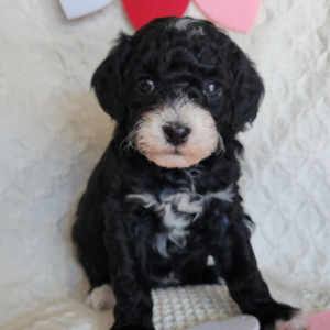 Poodle Puppy Hammie