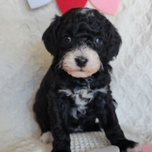 Poodle Puppy Hammie