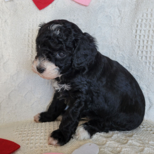 Poodle Puppy Hammie