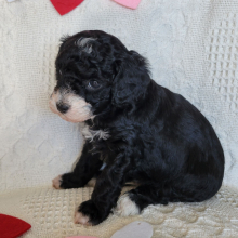 Poodle Puppy Hammie