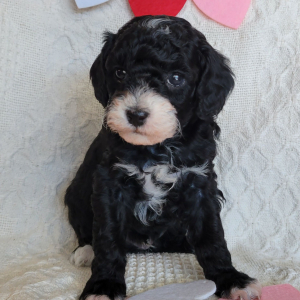 Poodle Puppy Hammie