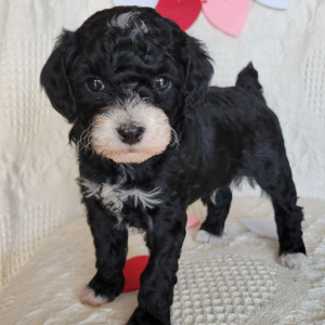 Poodle Puppy Hammie