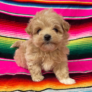 Maltipoo Puppy Murphy