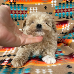 Maltipoo Puppy Murphy