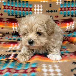 Maltipoo Puppy Murphy