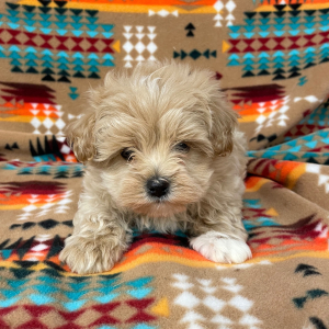 Maltipoo Puppy Murphy
