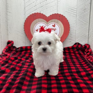 Maltese Puppy Felicity