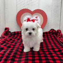 Maltese Puppy Felicity