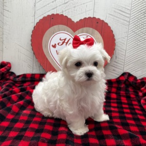 Maltese Puppy Felicity