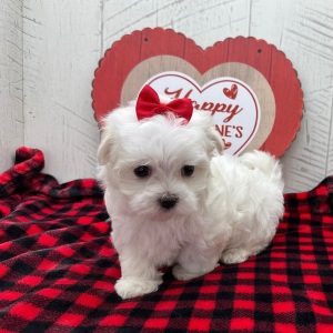 Maltese Puppy Felicity