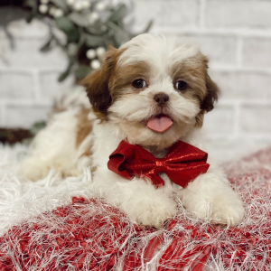 Shih Tzu Puppy Jordon