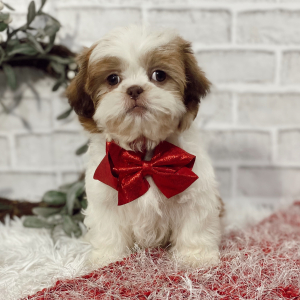 Shih Tzu Puppy Jordon