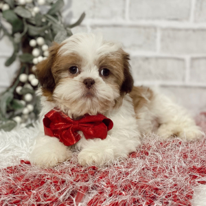 Shih Tzu Puppy Jordon