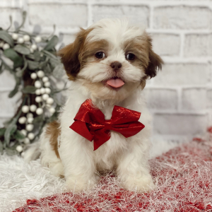 Shih Tzu Puppy Jordon