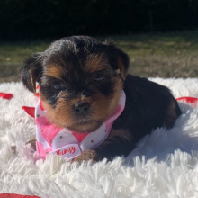 Yorkshire Terrier Puppy Lily