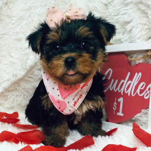 Yorkshire Terrier Puppy Lily