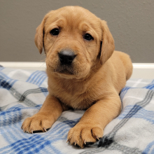 Labrador Retriever Puppy Kayce