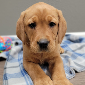 Labrador Retriever Puppy Kayce