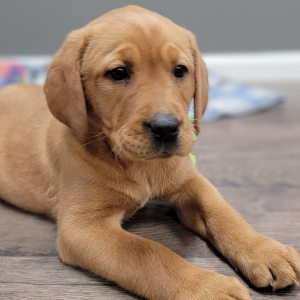 Labrador Retriever Puppy Kayce