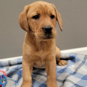 Labrador Retriever Puppy Kayce