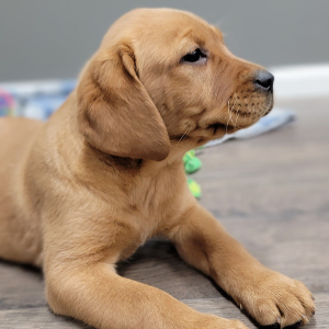 Labrador Retriever Puppy Kayce