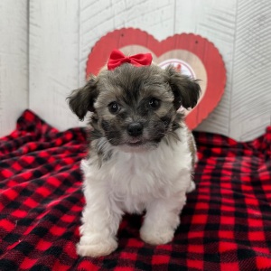 Havanese Puppy Grace