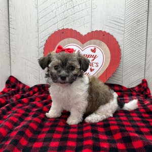 Havanese Puppy Grace
