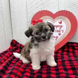 Havanese Puppy Grace