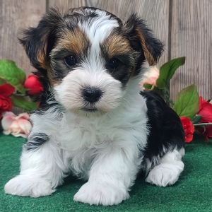 Yorkshire Terrier Puppy Frankie