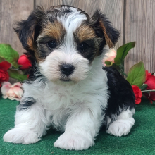Yorkshire Terrier Puppy Frankie