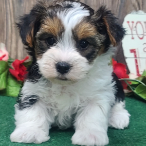 Yorkshire Terrier Puppy Frankie