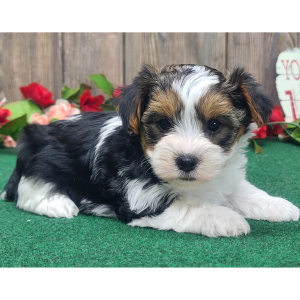 Yorkshire Terrier Puppy Frankie
