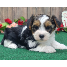 Yorkshire Terrier Puppy Frankie