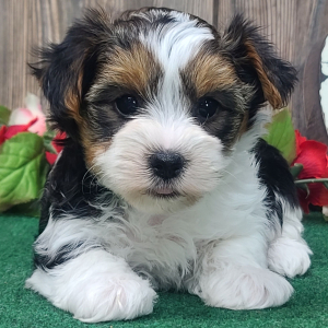 Yorkshire Terrier Puppy Frankie