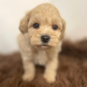 Maltipoo Puppy Addax