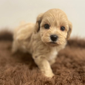 Maltipoo Puppy Addax
