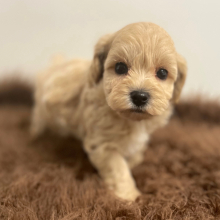 Maltipoo Puppy Addax