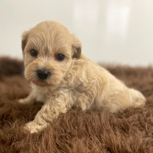 Maltipoo Puppy Addax