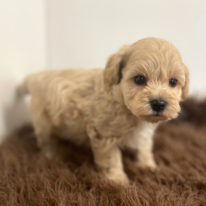 Maltipoo Puppy Addax